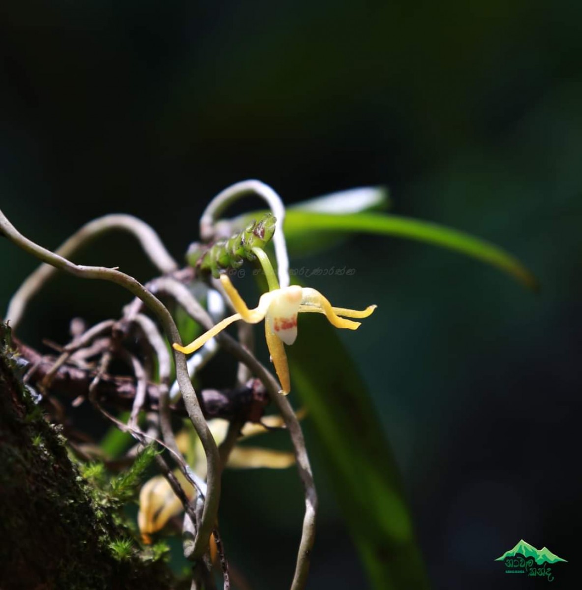 Thrixspermum walkeri Seidenf. & Ormerod